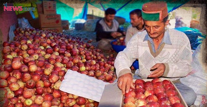 हिमाचल के मुख्यमंत्री ने सेब सीजन के लिए व्यापक प्रबन्ध करने के निर्देश दिए