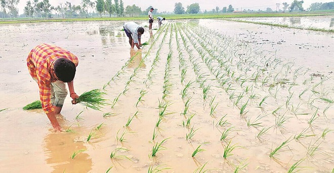 कई राज्यों में हुई अच्छी बारिश से, खरीफ फसलों की शुरूआती बुआई 13 फीसदी से ज्यादा बढ़ी