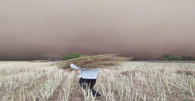 खराब मौसम ने किसानों की चिंता बढ़ाई, कटी हुई सरसों को फसल को इक्ठ्‌ठा करता किसान