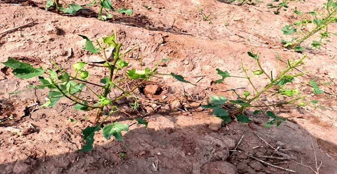 जैतारण विधानसभा क्षेत्र में लगातार टिड्डियों का आक्रमण हो रहा है जो किसानों की फसल को खराब कर रही है जिससे किसानों में मायूसी छायी हुई है। कपास की फसल को काफी नुकसान हुआ है