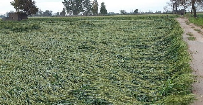 बेमौसम बारिश, तेज हवा और ओलावृष्टि से गेहूं की फसल खेतों में बिछ गई है जिससे किसानों को भारी नुकसान हुआ है