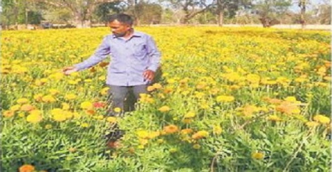 उत्तर प्रदेश : लॉकडाउन के कारण फूलों की खेती से जुड़े किसानों के चेहरे मुरझाए