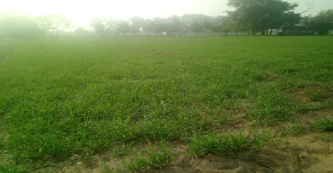 हरियाणा के सोनीपत जिले के खरखौदा तहसील में गेहूं की फसल 40 दिन की हो चुकी है