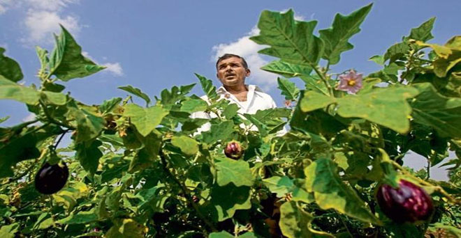 बीटी बैंगन की खेती करने वाले किसान जीवन सैनी के बचाव में आए संगठन, एक लाख रुपये मुआवजा देने की घोषणा