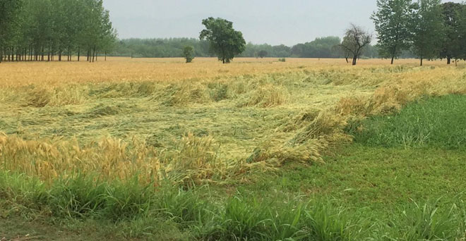 बेमौसम बारिश के साथ ही आंधी चलने से गेहूं की फसल खेतों में गिर गई है, जिसका असर प्रति हेक्टेयर उत्पादकता पर पड़ेगा 