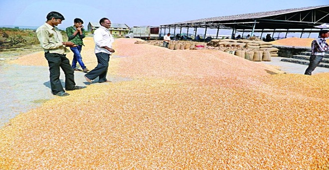 मक्का किसानों की मुश्किलें, समर्थन मूल्य से 750 रुपये नीचे भाव पर बेचने को मजबूर