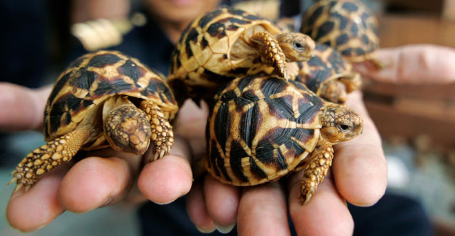 tortoises 