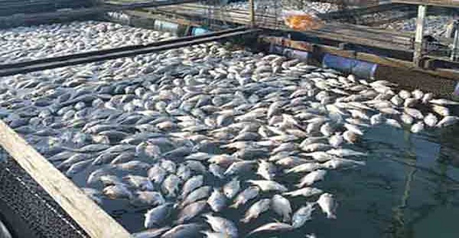 हिमाचल ने पड़ोसी राज्यों को मछली निर्यात किया शुरू, लॉकडाउन खुलने के बाद 600 टन का उत्पादन