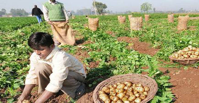 I prezzi delle patate crollano in India mentre il nuovo raccolto inizia ad arrivare nel nord dell'India 2 9366831b0dea3b62b1d50176028395d8