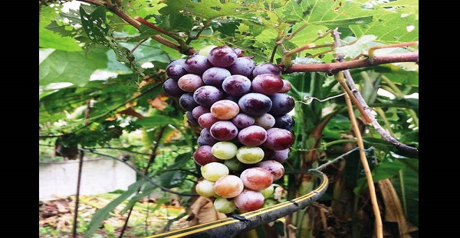 एआरआई पुणे ने विकसित की रसीले अंगूर की नई किस्म