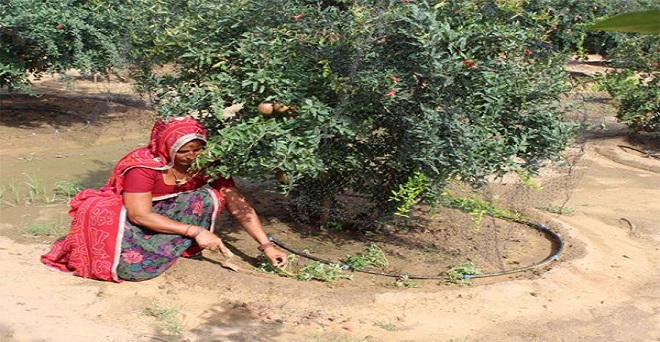 बागवानी किसानों के लिए वरदान, आमदनी बढ़ाने का जरिया बनी : कैलाश चौधरी