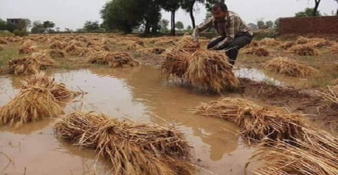 उत्तर प्रदेश के कई जिलों में पिछले 24 घंटों के दौरान हुई बेमौसम बारिश से खेत में कटी पड़ी गेहूं की फसल को भारी नुकसान की आशंका है