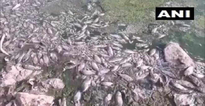 राजस्थान के जोधपुर के सोयला गांव में तालाब में जलस्तर कम होने से बड़ी संख्या में मछलियां मर गईं। गांव के तहसीलदार धनाराम गोदारा ने बताया, बरसात नहीं होने से तालाब में पानी की कमी होने से काफी मछलियां मर गईं।