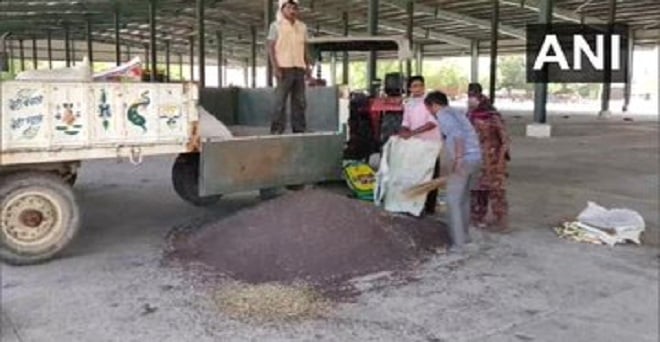 हरियाणा की रोहतक मंडी में ट्राली से सरसों उतारते किसान, मार्किट कमे​टी के सचिव दीपक कुमार के अनुसार हर दिन 100 किसानों को उपज बेचने के लिए ई-टोकन जारी किए जाते हैं