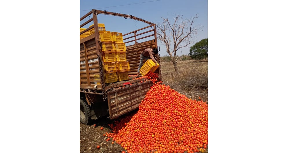 विरोधाभासः बैतूल में खेत में टमाटर फेंकते किसान, जबकि शहरों में ये महंगे बिक रहे हैं