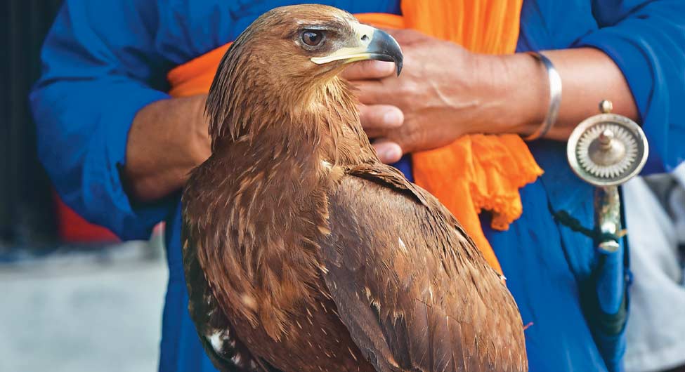 निहंग घोड़े, मवेशी के साथ बाज पालते हैं निहंग घोड़े, मवेशी के साथ बाज पालते हैं